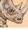 Rhino