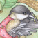 chickadee no border