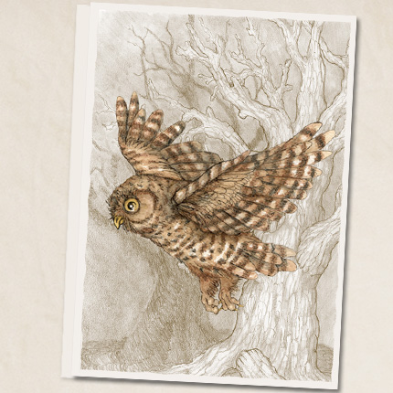 Wise Owl