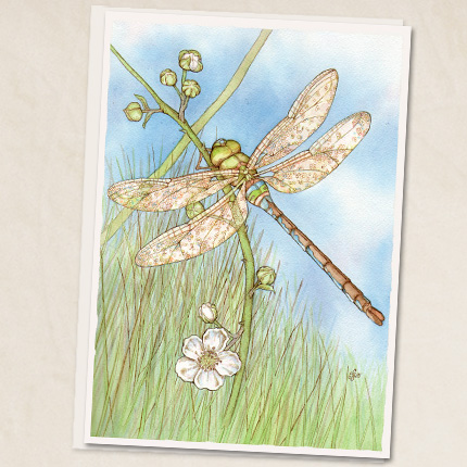 Dragonfly